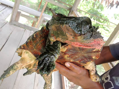 EL PARAISO DEL AMAZONAS - TORTUGA MATAMATA 03