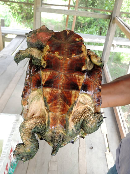 EL PARAISO DEL AMAZONAS - TORTUGA MATAMATA 04