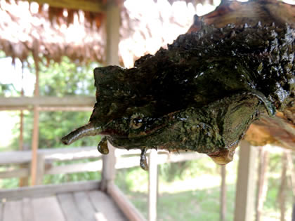 EL PARAISO DEL AMAZONAS - TORTUGA MATAMATA 06