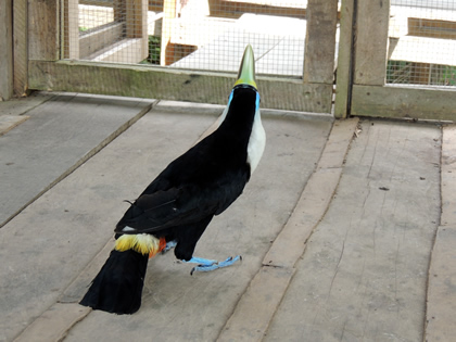 EL PARAISO DEL AMAZONAS - TUCAN 03