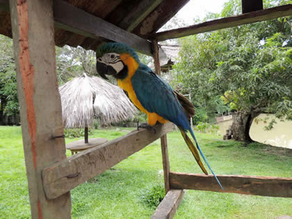FUNDO PEDRITO - LOROS 01