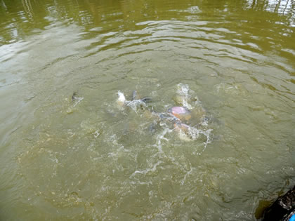 FUNDO PEDRITO - PIRAÑAS 01