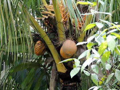 FUNDO PEDRITO - FRUTOS DE LA SELVA  11