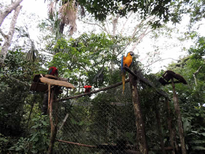 PILPINTUWASI - LOROS 01