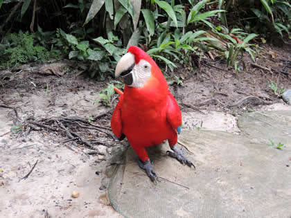 PILPINTUWASI - LOROS 03