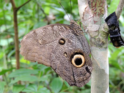 PILPINTUWASI - MARIPOSAS 03