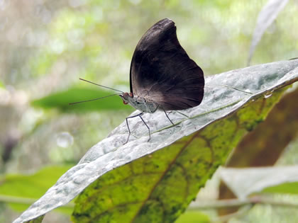 PILPINTUWASI - MARIPOSAS 04