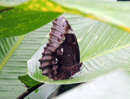 PILPINTUWASI - MARIPOSAS 09