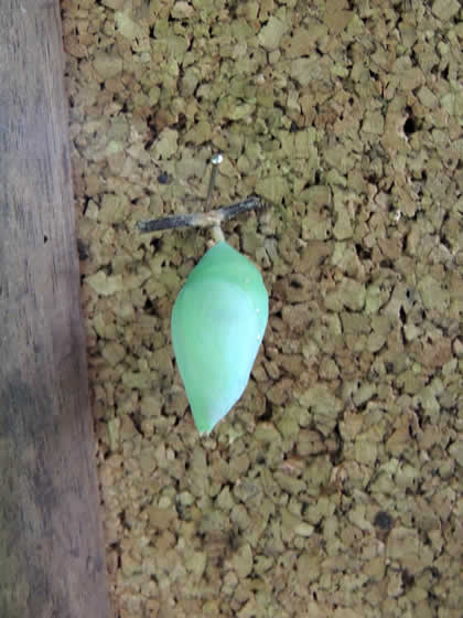 PILPINTUWASI MARIPOSAS 17