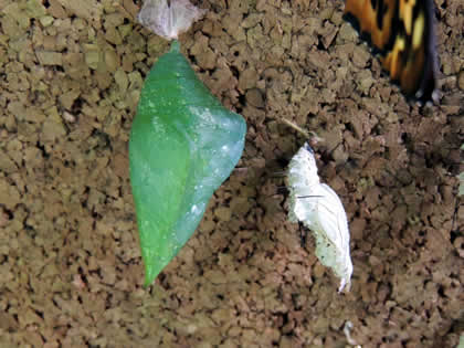 PILPINTUWASI MARIPOSAS 18