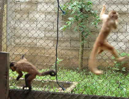 ZOOLOGICO EL JAGUAR 08