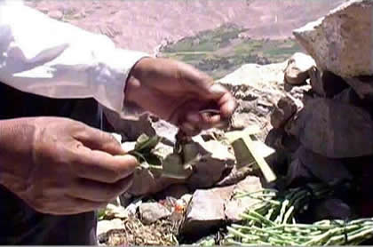 PAGO A LA TIERRA MUNICIPALIDAD DE TORATA 03