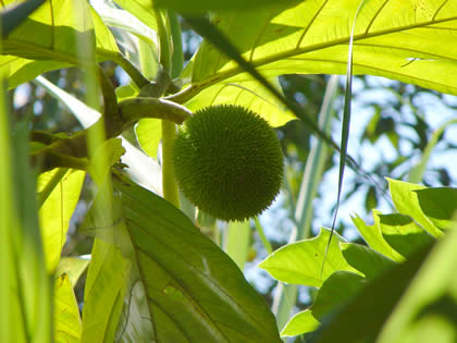 EL ARBOL DEL PAN 03