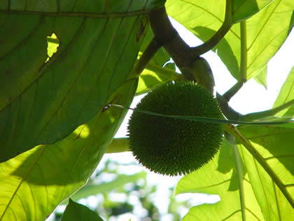 EL ARBOL DEL PAN 04