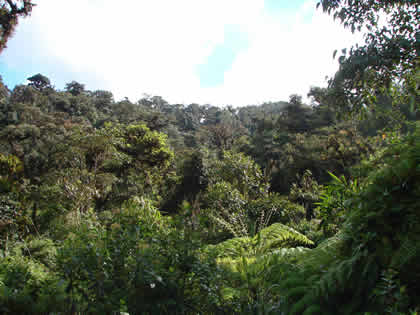 EL BOSQUE TSHO'LLET 02