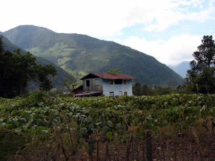 CHONTABAMBA 01