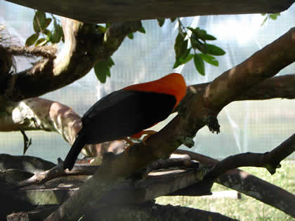PARQUE NACIONAL YANACHAGA CHEMILLEN HABITAT DEL GALLITO DE LAS ROCAS 02