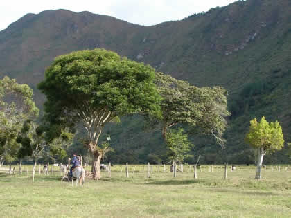 TORNEO DE CINTAS A CABALLO 23