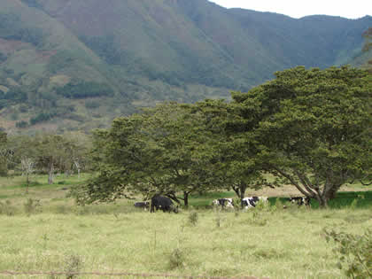 RIO CHONTABAMBA 08