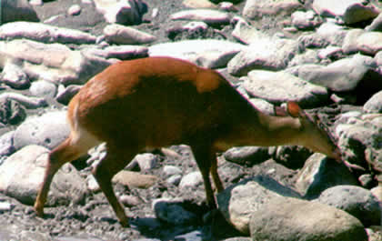 PARQUE NACIONAL YANACHAGA CHEMILLEN FAUNA 03