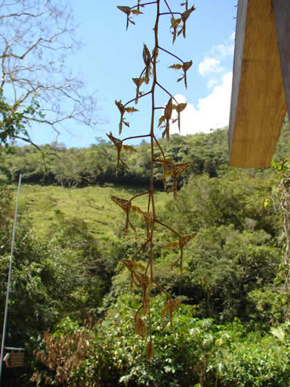 PARQUE NACIONAL YANACHAGA CHEMILLEN FLORA 09