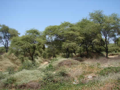 ALGARROBO (PROSOPIS PALLIDA) 04