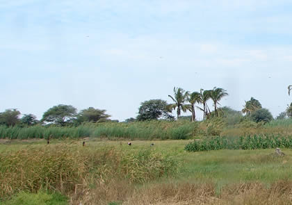 RUTA PIURA SECHURA 01