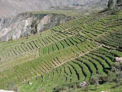 ANDENES QALAQALA TARATA 07