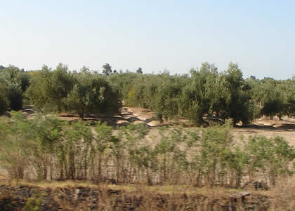 OLIVARES 04