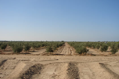 OLIVARES 06