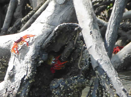 CANGREJO ROJO 01
